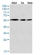 ATG5 Antibody in Western Blot (WB)