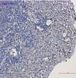 TUBA4A Recombinant Rabbit Monoclonal Antibody