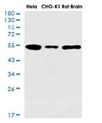 TUBA4A Antibody in Western Blot (WB)