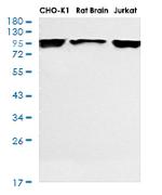PDCD6IP Recombinant Rabbit Monoclonal Antibody