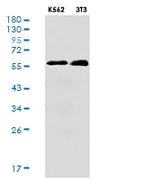 ALDH1A1 Antibody in Western Blot (WB)