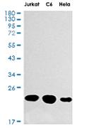 SRSF3 Antibody in Western Blot (WB)
