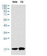 CRCP Antibody in Western Blot (WB)