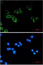 RAF1 Recombinant Rabbit Monoclonal Antibody