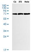RAF1 Antibody in Western Blot (WB)