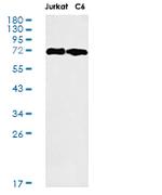PLK1 Antibody in Western Blot (WB)
