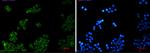 PLAA Recombinant Rabbit Monoclonal Antibody