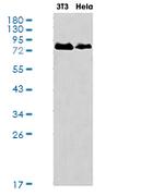 PLAA Antibody in Western Blot (WB)