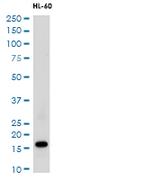 LYZ Antibody in Western Blot (WB)