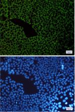 G3BP1 Recombinant Rabbit Monoclonal Antibody