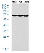 G3BP1 Antibody in Western Blot (WB)