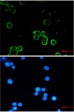 ADORA1 Recombinant Rabbit Monoclonal Antibody