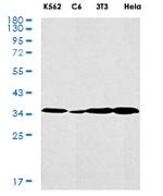ADORA1 Antibody in Western Blot (WB)