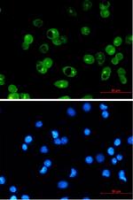 MCL1 Recombinant Rabbit Monoclonal Antibody