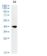 MCL1 Antibody in Western Blot (WB)