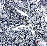 RNF2 Recombinant Rabbit Monoclonal Antibody