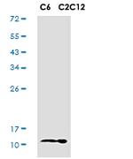 TXN Recombinant Rabbit Monoclonal Antibody