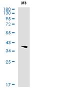 MAP2K3/MAP2K6 Antibody in Western Blot (WB)