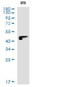 YBX1 Antibody in Western Blot (WB)