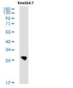 XBP1 Antibody in Western Blot (WB)
