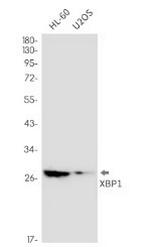 XBP1 Antibody in Western Blot (WB)