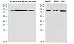 VPS35 Antibody in Western Blot (WB)