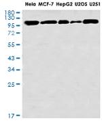 VAV2 Antibody in Western Blot (WB)