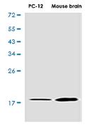 VAMP2 Recombinant Rabbit Monoclonal Antibody