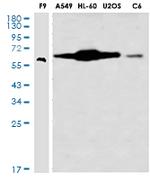 USP22 Recombinant Rabbit Monoclonal Antibody