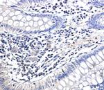 UBB Antibody in Immunohistochemistry (Paraffin) (IHC (P))