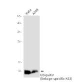 UBB Antibody in Western Blot (WB)