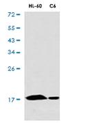 UBE2N Recombinant Rabbit Monoclonal Antibody