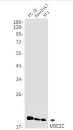 UBE2C Antibody in Western Blot (WB)