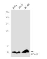 UBA52 Antibody in Western Blot (WB)