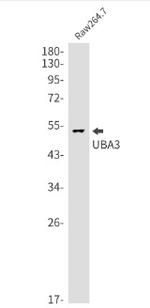 UBA3 Antibody in Western Blot (WB)