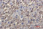 TSC2 Recombinant Rabbit Monoclonal Antibody
