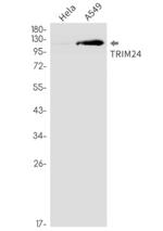 TRIM24 Recombinant Rabbit Monoclonal Antibody