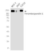 THBS1 Antibody in Western Blot (WB)