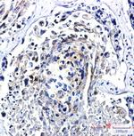 TFEB Antibody in Immunohistochemistry (Paraffin) (IHC (P))