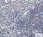 TBP Antibody in Immunohistochemistry (Paraffin) (IHC (P))