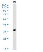 TBP Antibody in Western Blot (WB)