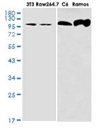 TAOK1 Recombinant Rabbit Monoclonal Antibody