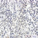 SYN2 Recombinant Rabbit Monoclonal Antibody