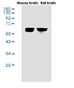 SYN2 Antibody in Western Blot (WB)