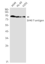 SV40gp6 Antibody in Western Blot (WB)