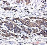 SOD1 Antibody in Immunohistochemistry (Paraffin) (IHC (P))