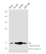 SOD1 Antibody in Western Blot (WB)