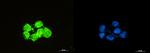 SOD1 Antibody in Immunocytochemistry (ICC/IF)