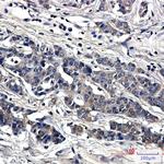 SOD1 Antibody in Immunohistochemistry (Paraffin) (IHC (P))