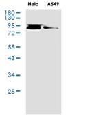 STAT4 Antibody in Western Blot (WB)